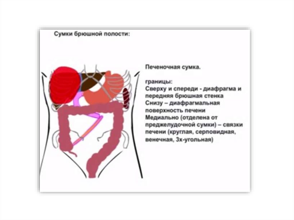 Печеночная сумка топографическая анатомия