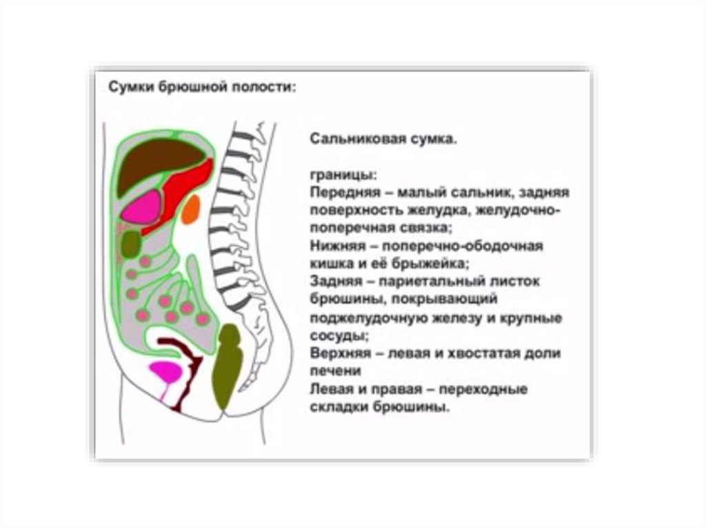 Границы верхнего этажа. Сальниковая сумка брюшины анатомия. Верхнее углубление сальниковой сумки. Сальниковая сумка топографическая анатомия. Печеночная преджелудочная и сальниковая сумки.