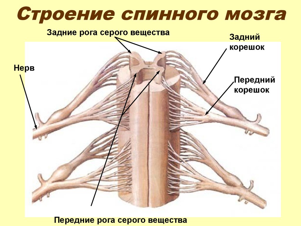 Тело и отростки расположены в спинном мозге. Строение спинного мозга и спинномозговых нервов. Задние корешки спинного мозга функции. Наружное и внутреннее строение спинного мозга. Строение спинного мозга корешки анатомия.