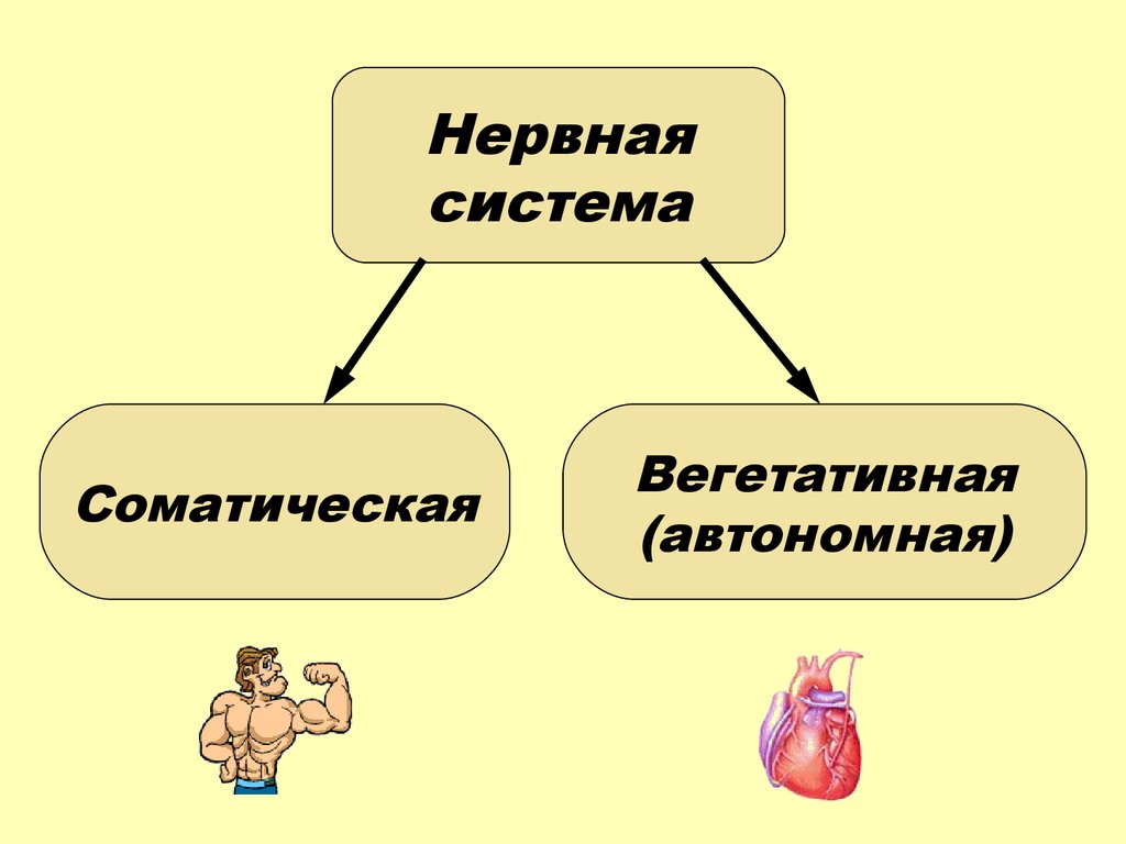 Соматическая нервная система функции. Нервная система. Соматический 2) вегетативный. 1) Соматический 2) вегетативный. Соматическая нервная система.