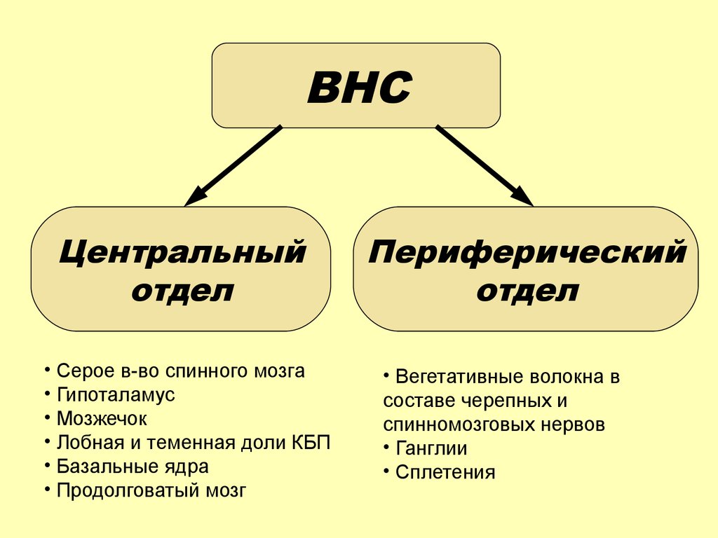 Отличие центрального. Периферический отдел вегетативной нервной системы. Центральный и периферический отдел. Центральный и периферический отделы ВНС. Периферический отдел ВНС.