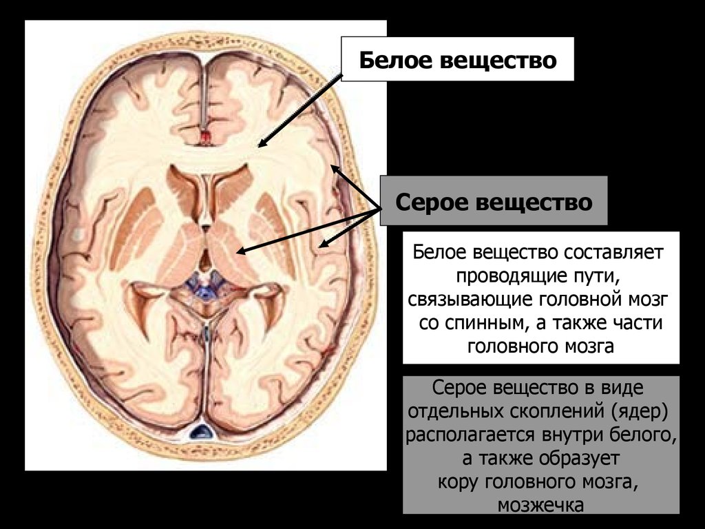 Внутри составляющее. Серое и белое вещество головного мозга функции. Белое и серое вещество головного мозга функции и строение. Головной мозг строение серое и белое вещество. Функции серого и белого вещества.