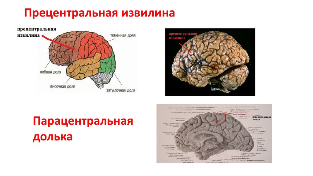 Центральная извилина мозга. Прецентральная извилина головного мозга. Прецентральная зона коры головного мозга. Прецентральная извилина лобной доли.