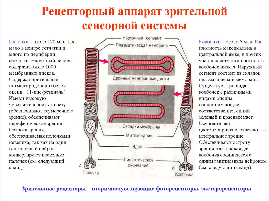 Палочки рецепторы света. Рецепторный аппарат зрительной системы. Зрительная сенсорная система палочки колбочки. Рецепторный аппарат зрительного анализатора физиология. Рецепторный отдел зрительной сенсорной системы.