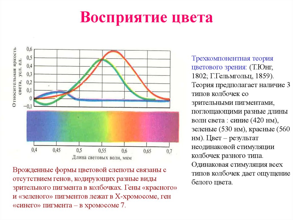 Свет процесс восприятия света. Теория восприятия цвета и света физиология. Восприятие цвета теории цветового зрения. Цветовое зрение. Теории цветоощущения.. Теории цветоощущения физиология.