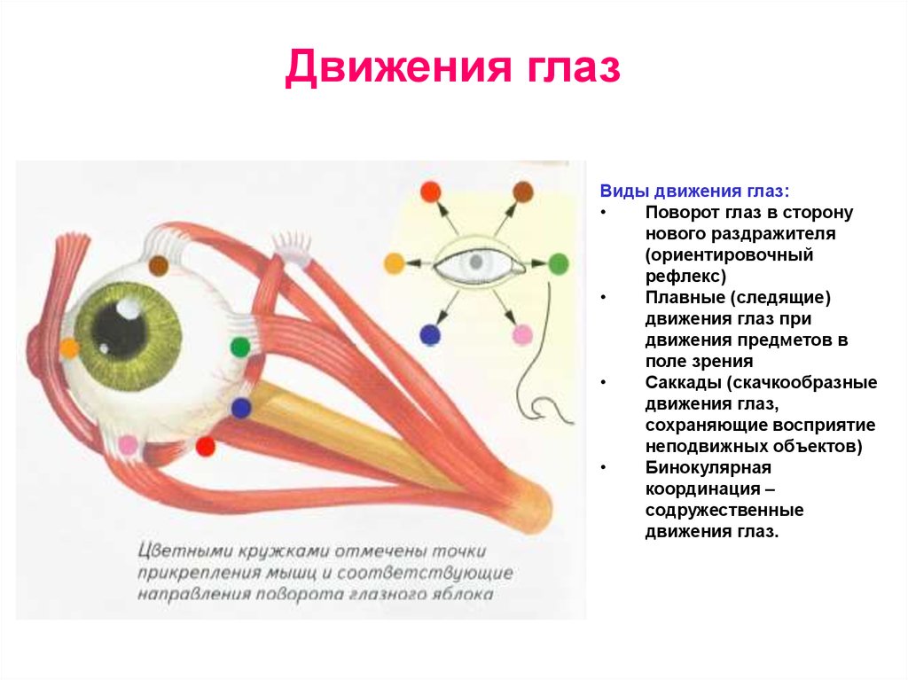 Сенсорные точки. Роль движения глаз для зрения. Движения глаз и их регуляция. Движения глаз физиология. Роль движения глаза в зрительном восприятии.