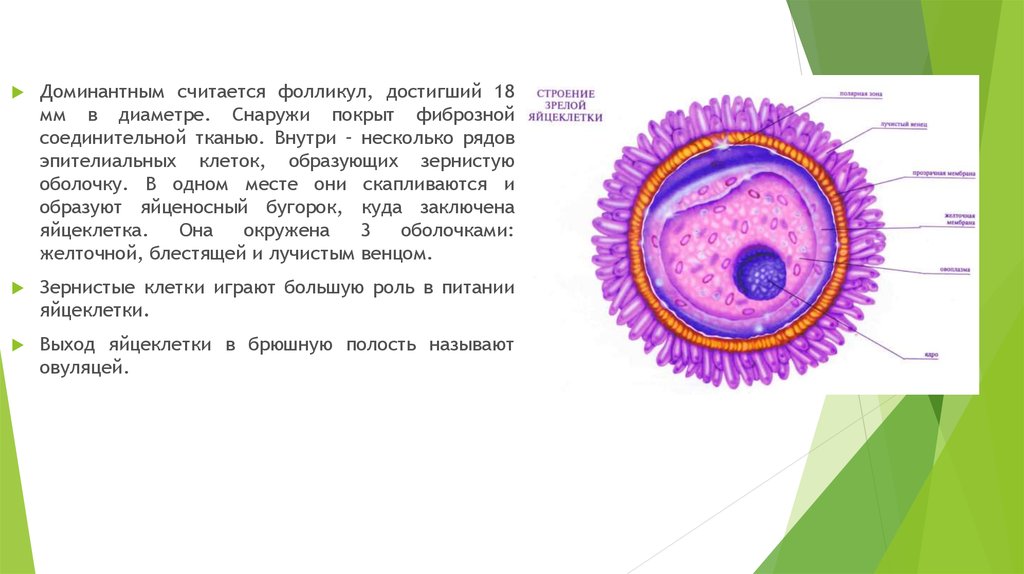 Оплодотворение и развитие плодного яйца