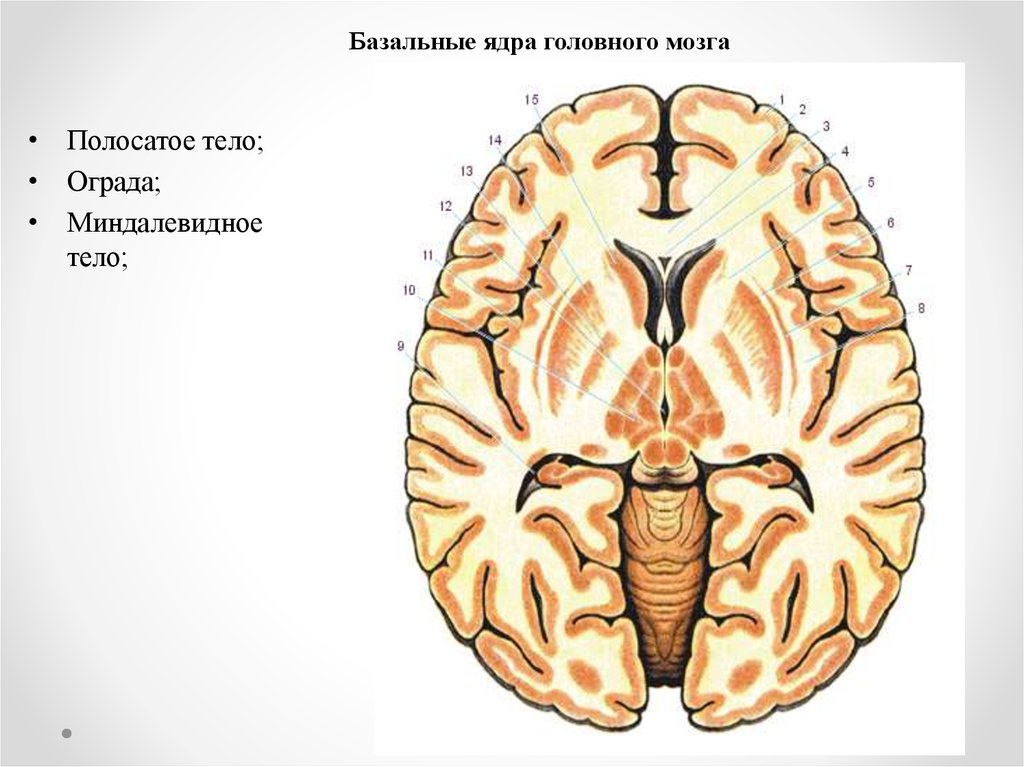 Изменение в базальных отделах. Базальные ядра полушарий белое вещество головного мозга. Базальные ядра больших полушарий головного мозга. Базальные ядра головного мозга полосатое тело. Базальные ядра головного мозга анатомия.