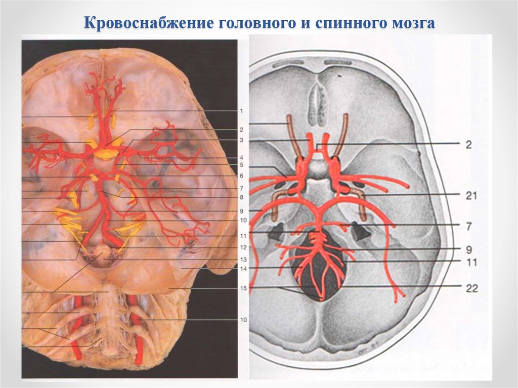 Кровообращение головы. Кровоснабжение головного мозга Бадалян. Кровоснабжение мозжечка анатомия. Артерия кровоснабжающая головной мозг. Кровоснабжение головного и спинного мозга.