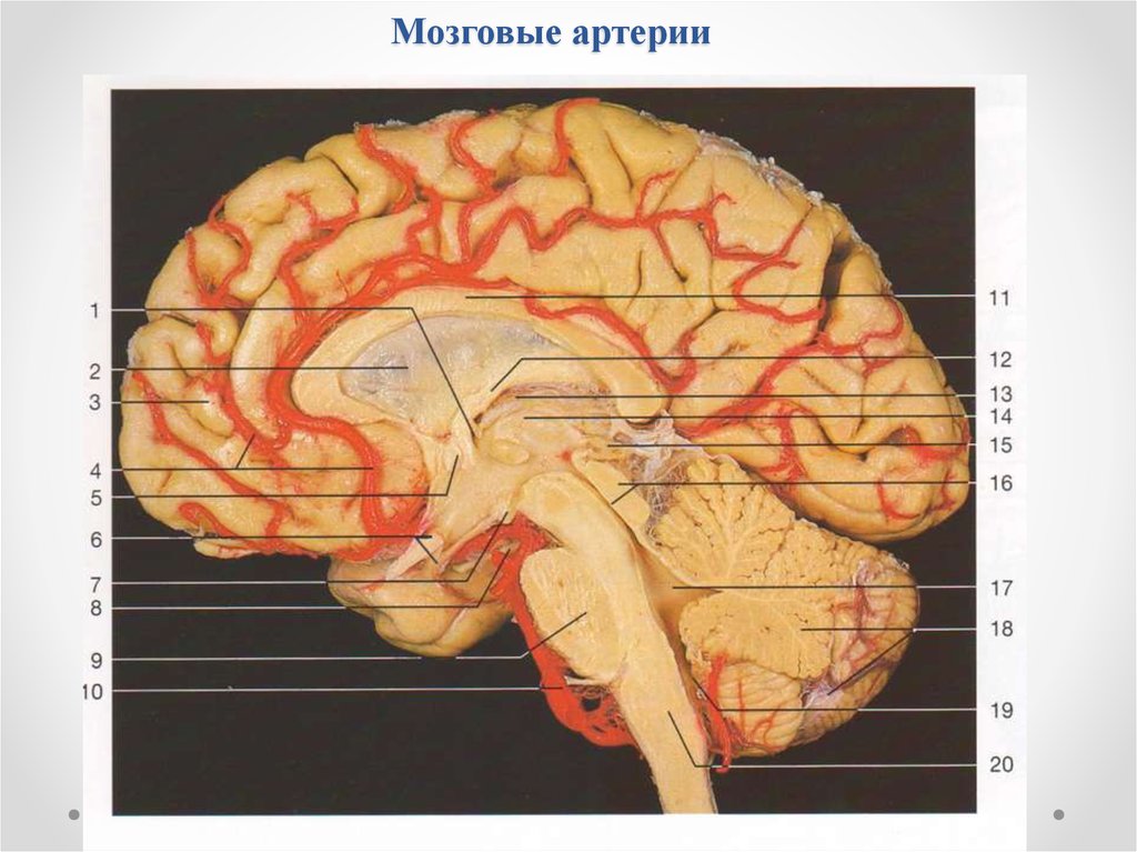 Мозговые артерии головного мозга. Corpus mamillare анатомия. Артерии головного мозга. Церебральная артерия головного мозга.