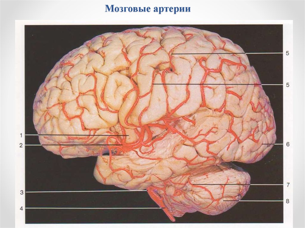 Какая артерия кровоснабжает мозг. Среднемозговая артерия мозг. Левая средняя мозговая артерия кровоснабжает. Корковые ветви средней мозговой артерии. Среднемозговая артерия топография.