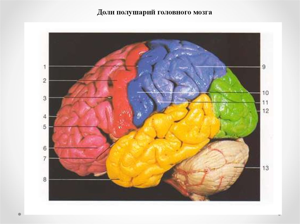 6 долей мозга