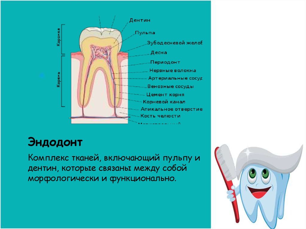 Эндодонтическое лечение презентация