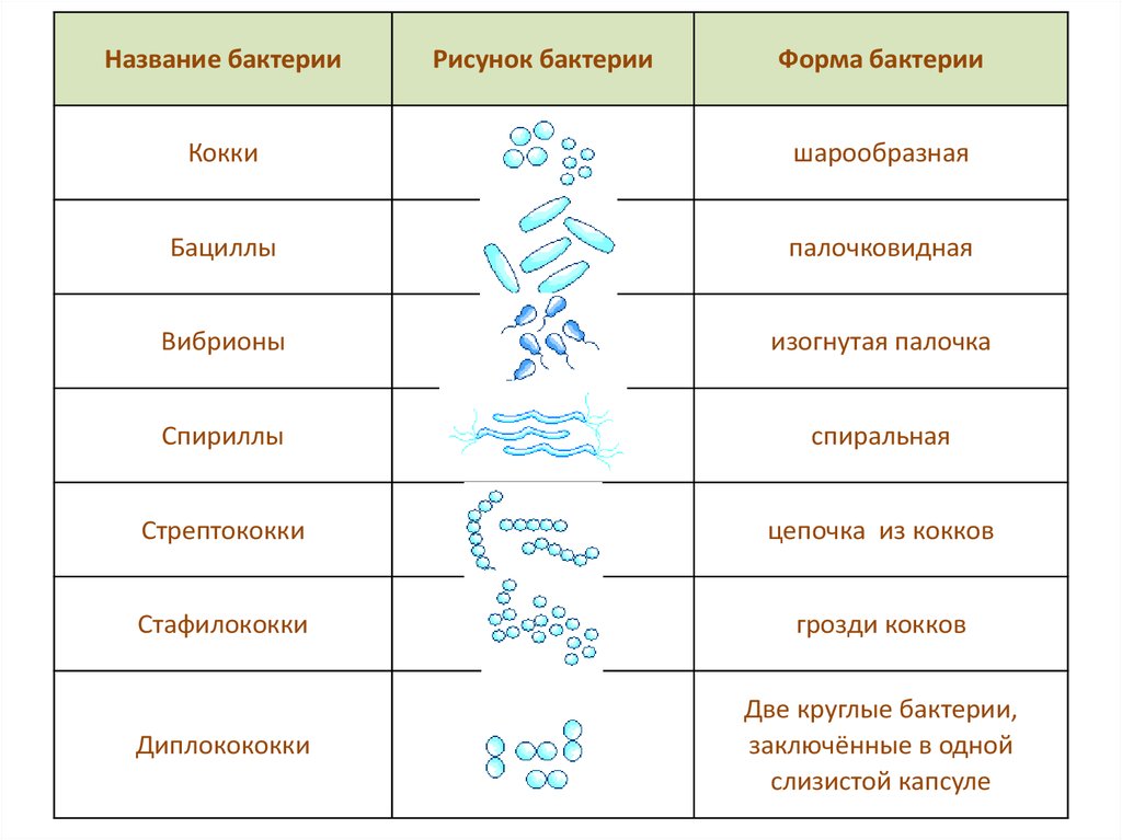 Назовите формы бактериальных клеток. Схема формы бактерий 7клпсс. Основные формы бактерий микробиология таблица. Схема форм бактерий 5 класс биология. Формы бактериальных клеток таблица.