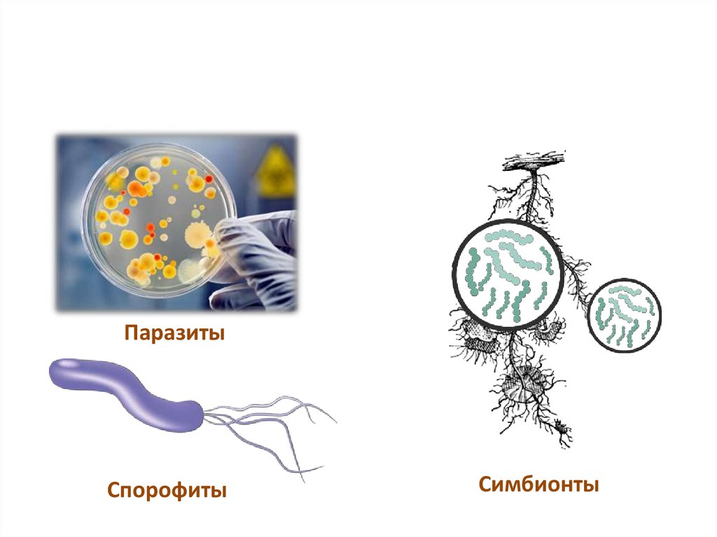 Многообразие бактерий презентация