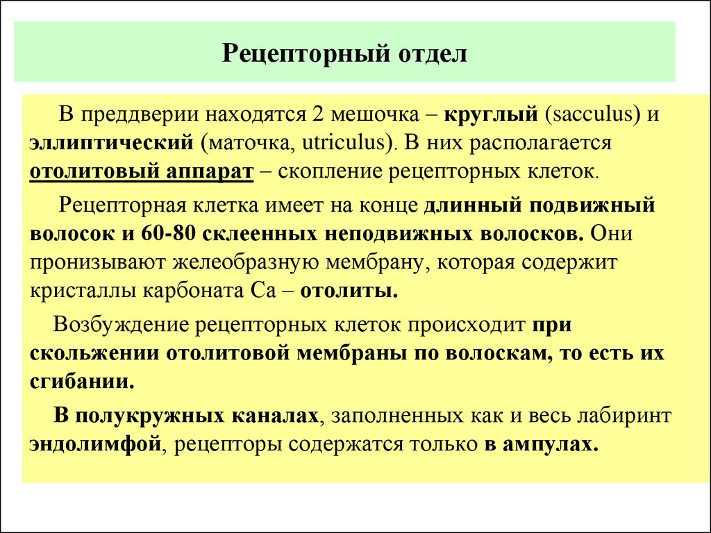 Отдела слуховой сенсорной