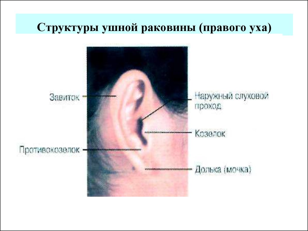 Что такое ушная раковина. Противокозелок ушной раковины. Наружная поверхность ушной раковины. Противозавиток ушной раковины.
