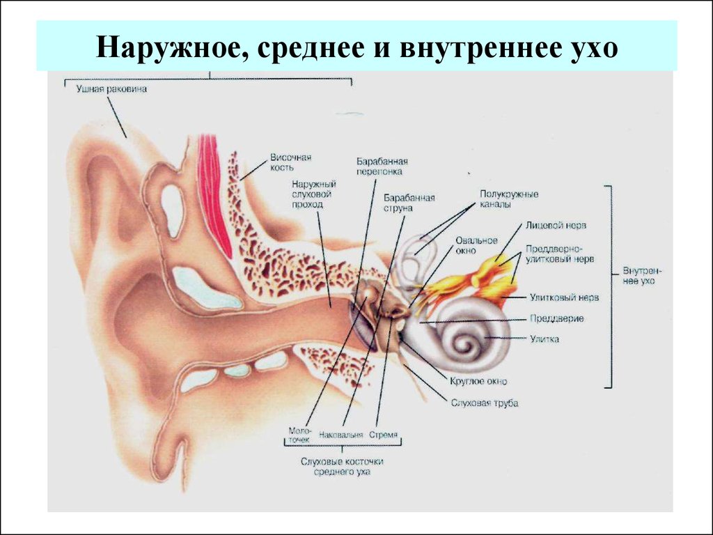 Части уха наружное среднее внутреннее. Строение наружного уха. Строение уха наружное среднее внутреннее. Строение уха наружный средний внутренний отделы. Строение слухового анализатора среднее ухо.