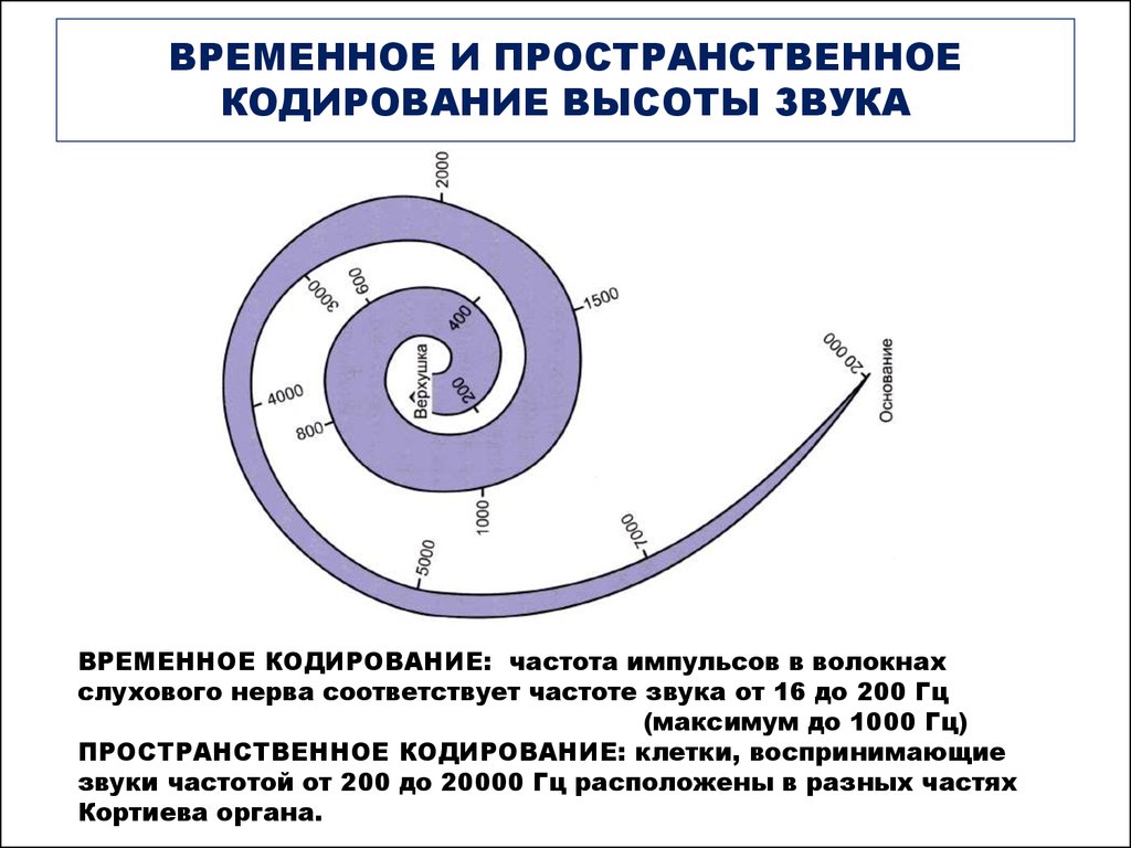 Временное кодирование