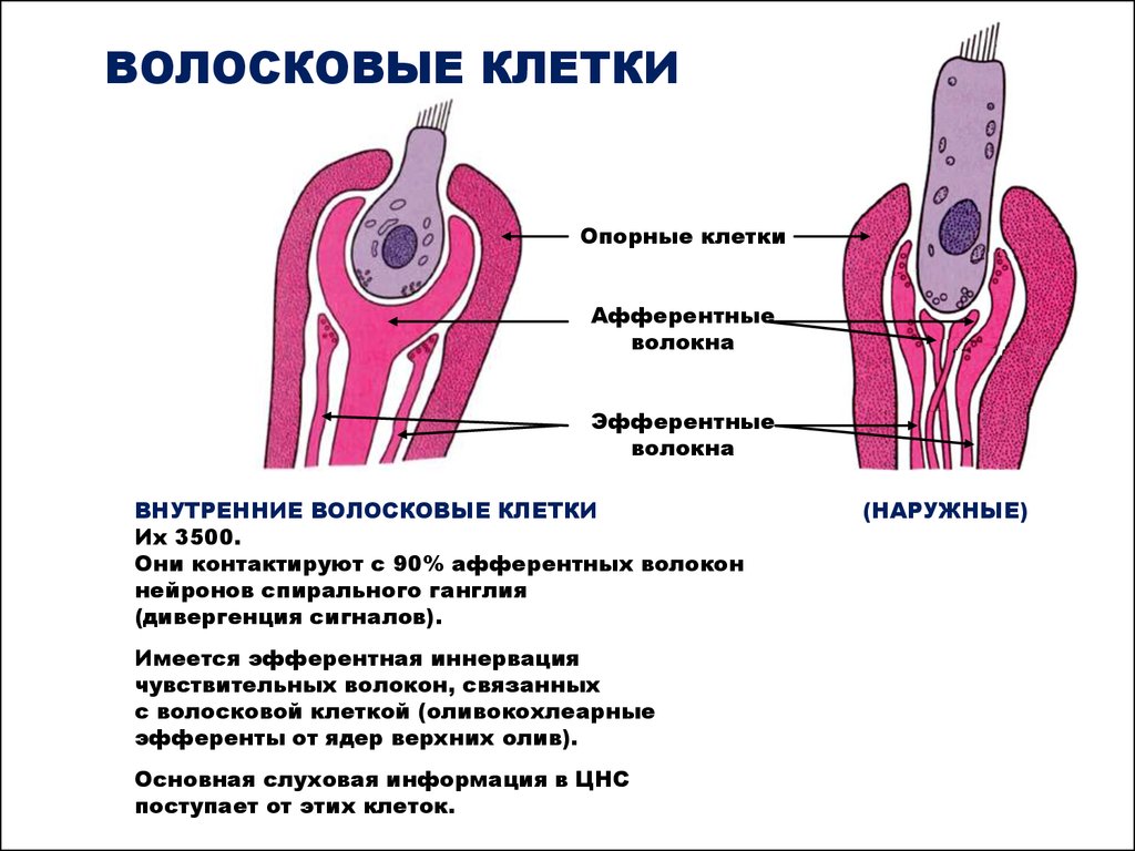 Чувствительные клетки внутреннего уха. Волосковая клетка внутреннего уха строение. Волосковые клетки внутреннего уха функции. Рецепторные волосковые клетки расположены в. Наружные волосковые клетки улитки.