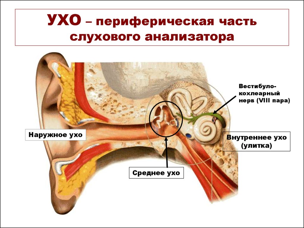 Части уха наружное среднее внутреннее. Строение периферического отдела слухового анализатора. Слуховой анализатор строение уха. Строение слухового анализатора анализатора. Слуховой анализатор внутренний уха анатомия.