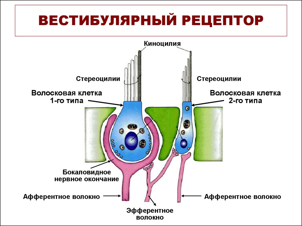 Что такое рецептор. Строение вестибулярного рецептора. Волосковые рецепторы вестибулярного аппарата. Стереоцилии и киноцилии. Волосковые клетки вестибулярного аппарата.