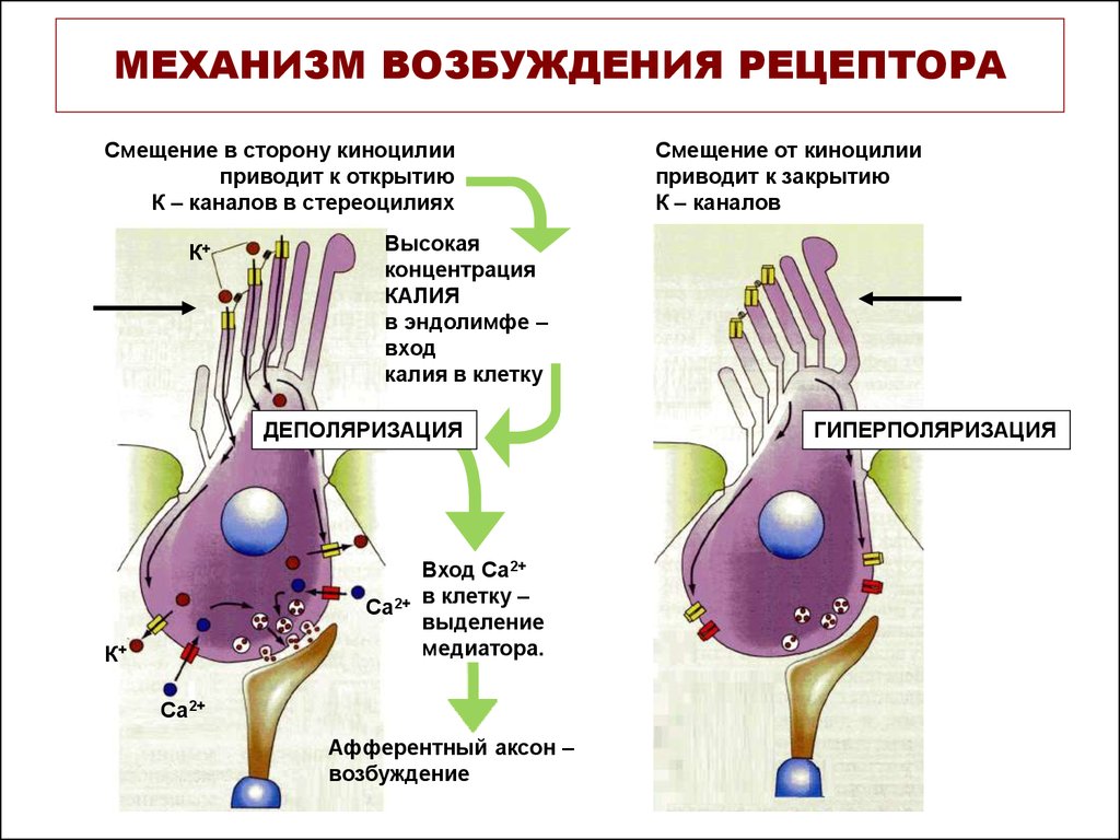 Механизм возбуждения. Механизм возбуждения слуховых рецепторов физиология. Механизм возбуждения волосковых клеток. Механизм возбуждения вкусовых рецепторов физиология. Механизм возбуждения обонятельных рецепторов.