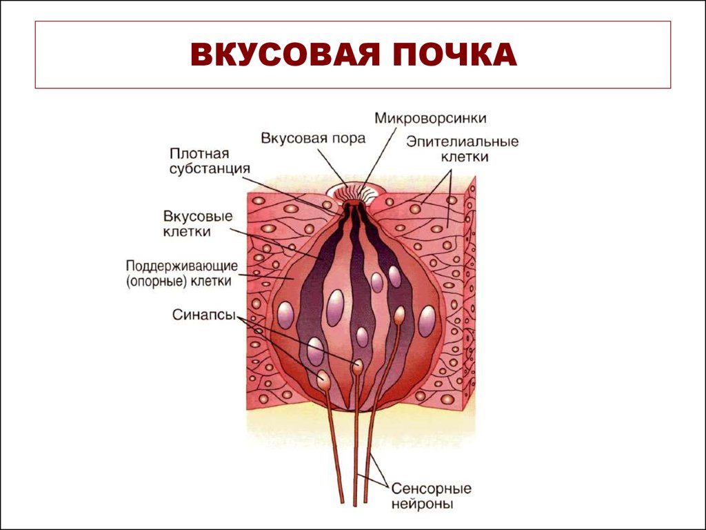 Схема строения вкусовой почки