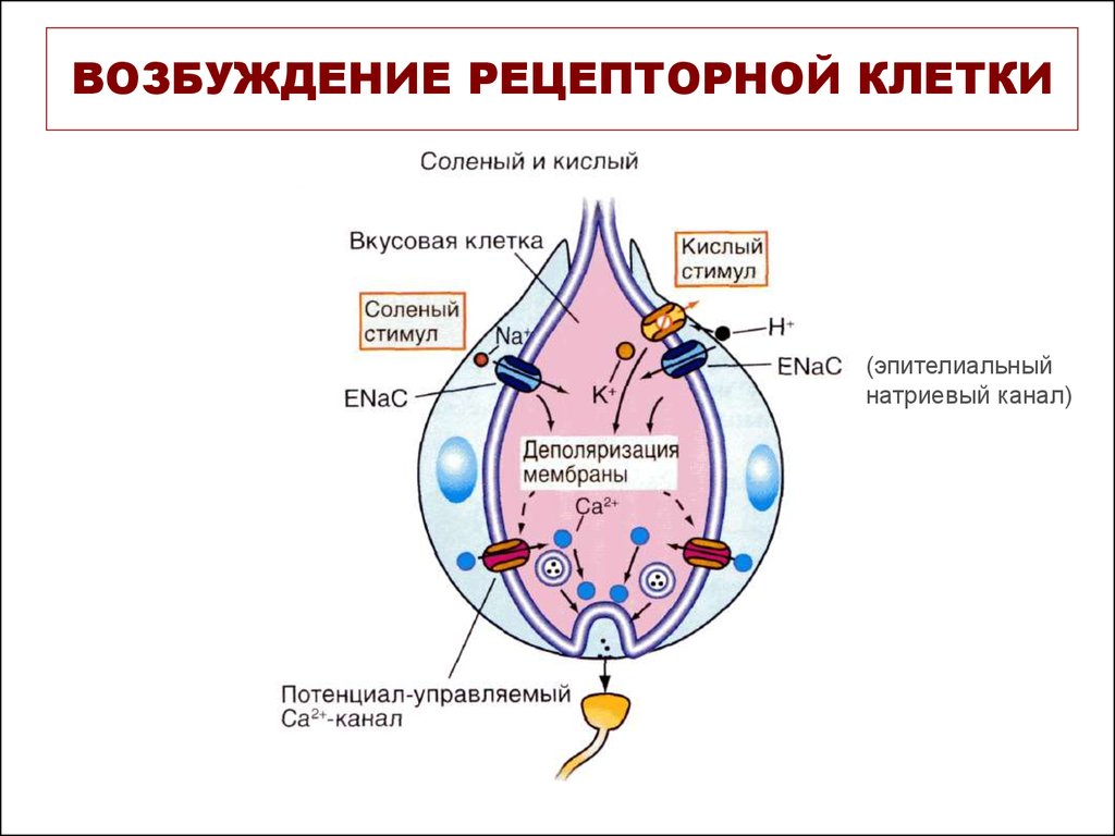 Возбуждение рецепторов. Механизм возбуждения вкусовых рецепторов схема. Механизм возбуждения рецепторов схема. Механизм возбуждения рецепторов физиология. Механизм возбуждения вкусовых рецепторов физиология.