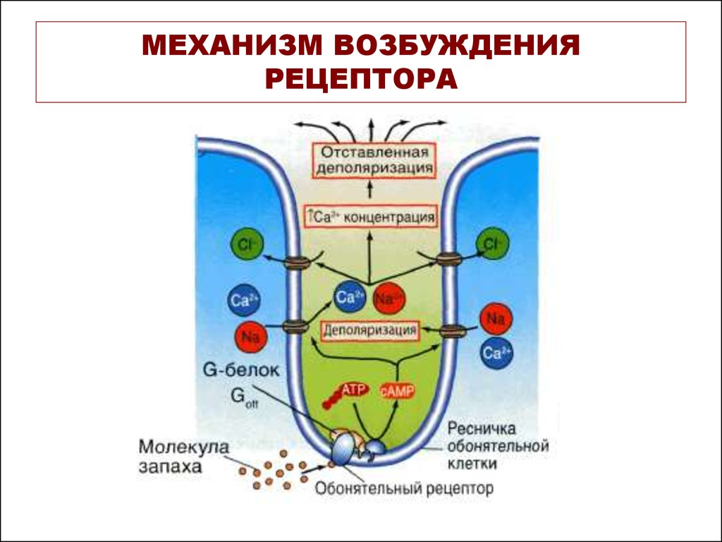 Рецептор механизмов. Механизм возбуждения вкусовых рецепторов физиология. Механизм возбуждения обонятельных рецепторов. Механизм активации рецепторов физиология. Механизм возбуждения вкусовых рецепторов схема.