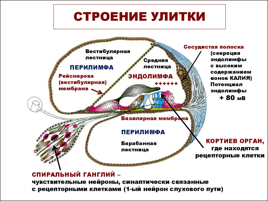 Схема строения внутреннего уха