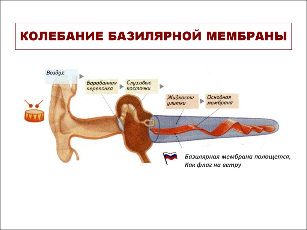 Мембраны внутреннего уха. Базилярная мембрана внутреннего уха. Строение базилярной мембраны. Строение уха базилярная мембрана. Глоточно базилярная мембрана.