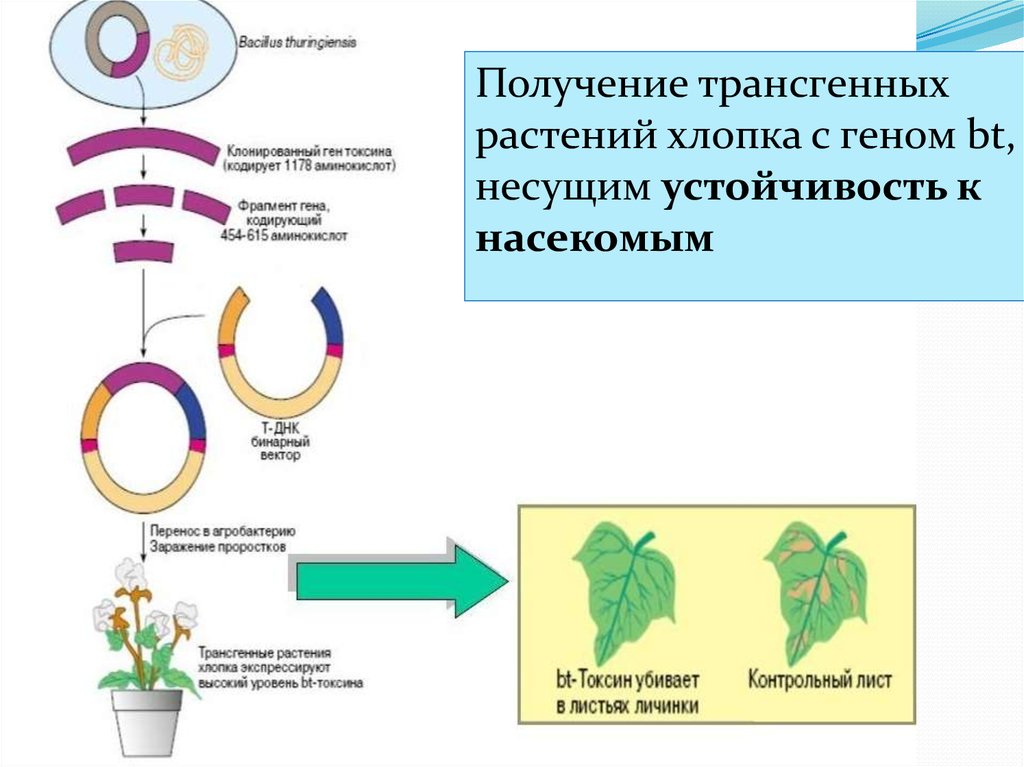 Генная инженерия схема