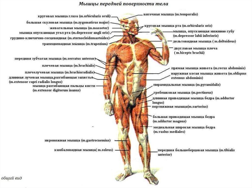Какое количество мышц у человека. Мышечная система вид спереди. Скелетные мышцы вид спереди. Поверхностные мышцы человека спереди.