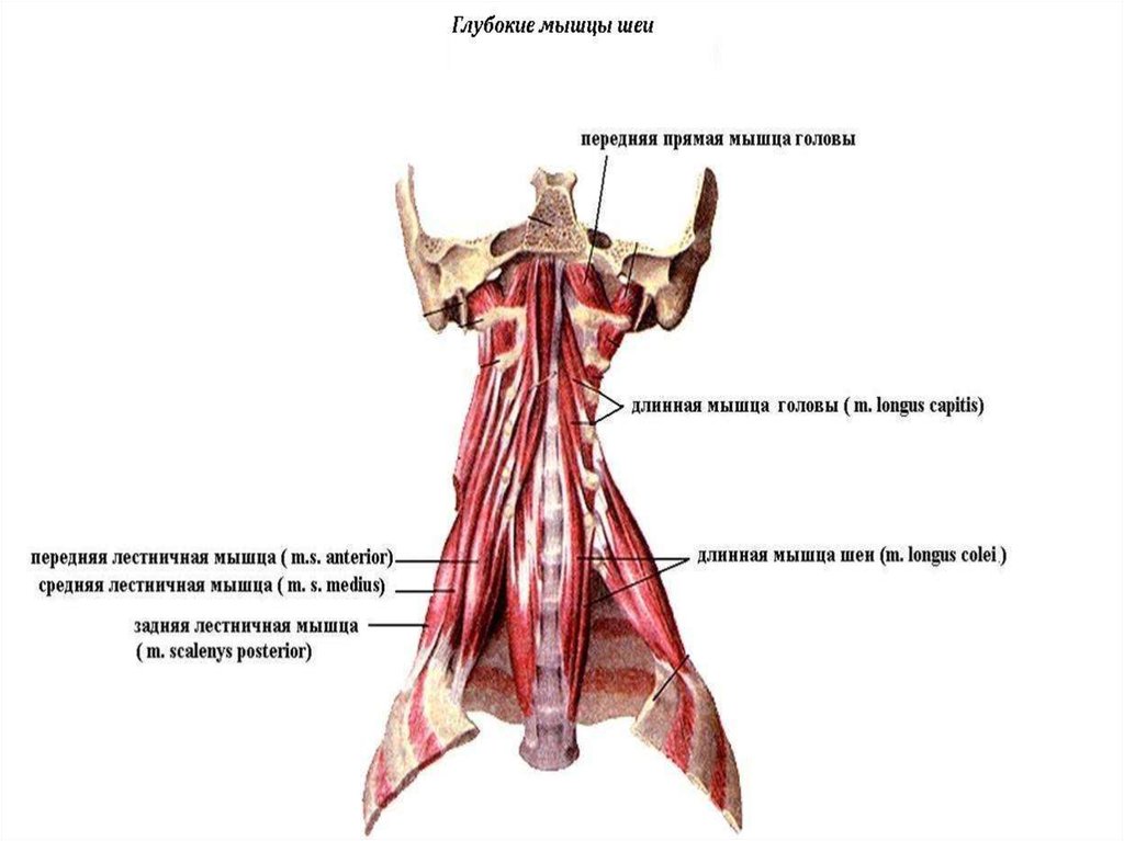 Самая длинная мышца в теле человека. Передняя лестничная мышца и длинная мышца шеи. Передняя прямая мышца шеи. Передняя длинная мышца головы. Средние и глубокие мышцы шеи.