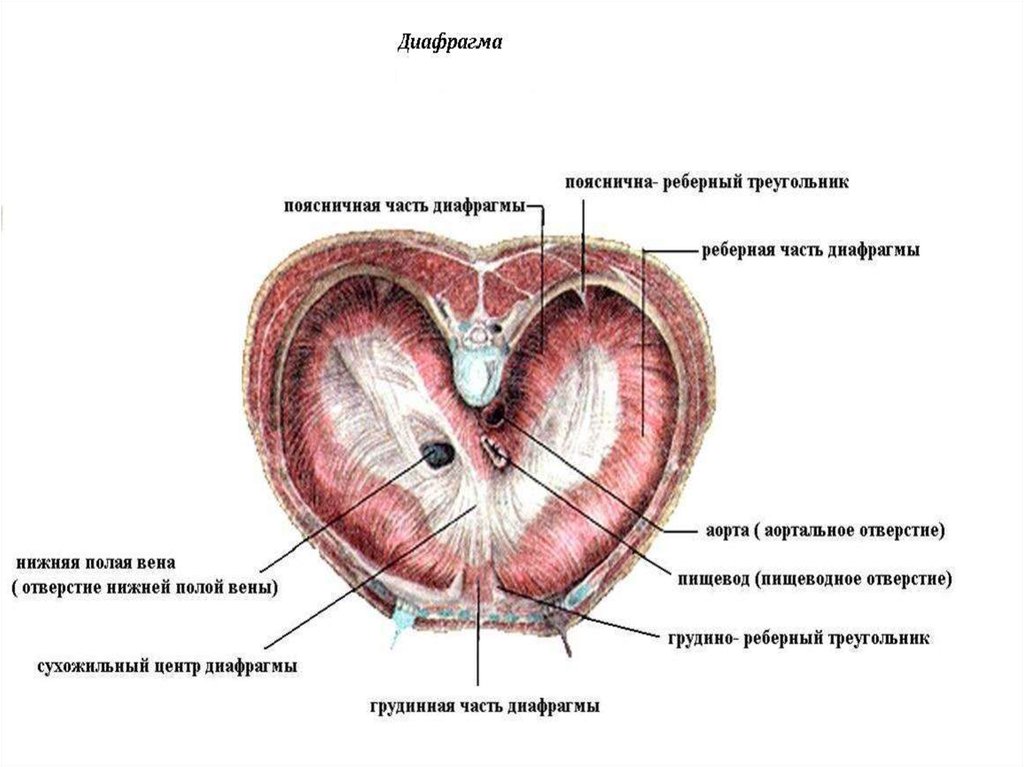 Диафрагма рисунок анатомия