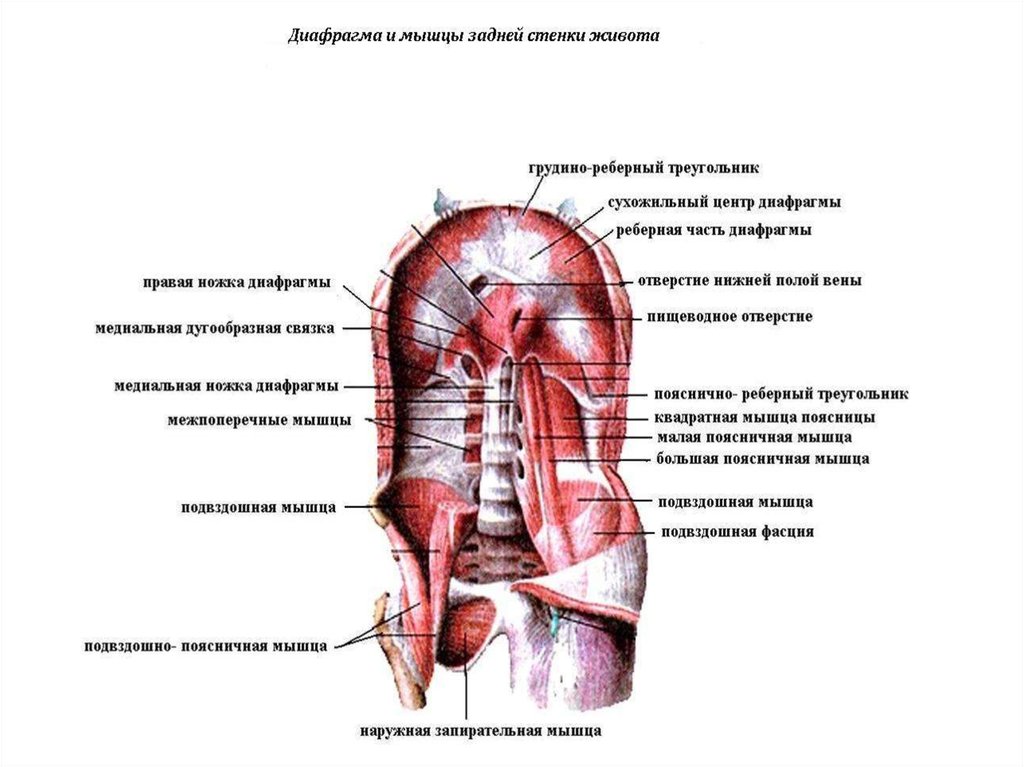 Диафрагма какие мышцы. Диафрагма живота анатомия. Грудино реберный треугольник диафрагмы анатомия. Мышцы задней стенки живота анатомия.