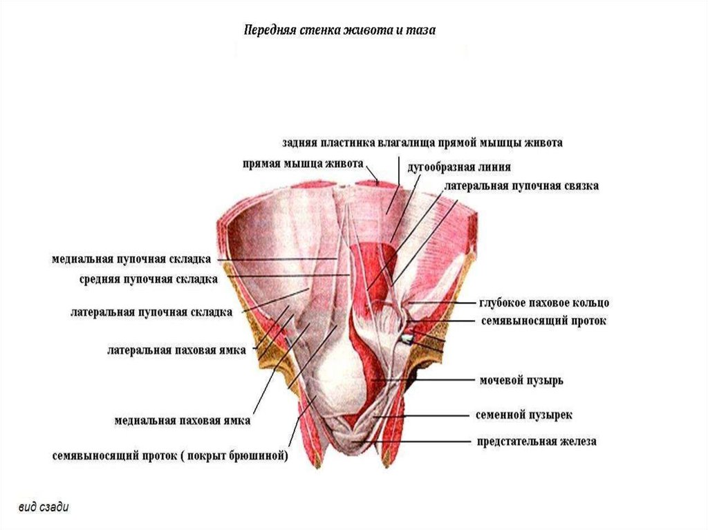 Пращевидная связка. Задняя поверхность передней брюшной стенки топографическая анатомия. Переднебоковая стенка живота мышцы. Передняя брюшная стенка изнутри топографическая анатомия. Мышцы переднебоковой брюшной стенки.