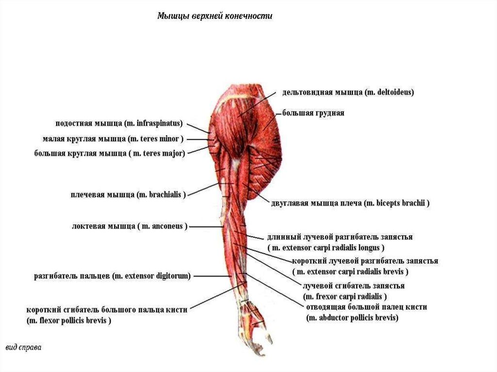Левой и правой мышцы. Мышцы конечностей верхних конечностей. Поверхностные мышцы верхних конечностей. Мышцы верхней конечности мышцы схема. Мышцы верхней конечности анатомия строение.