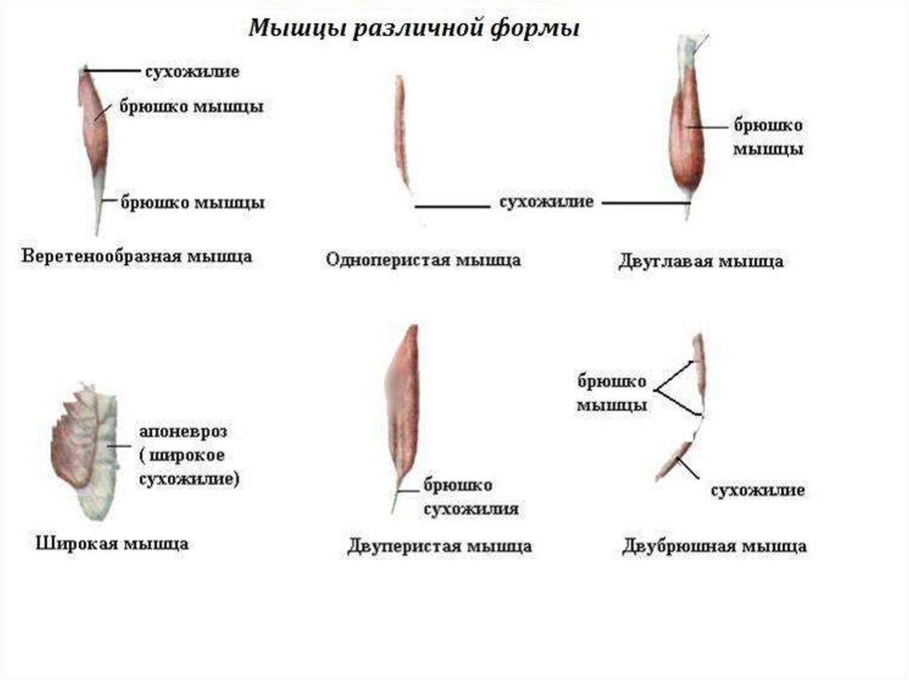 Мышцы бывают. Различные формы мышц. Основные формы мышц. Виды мышц по форме. Перечислите основные формы мышц.