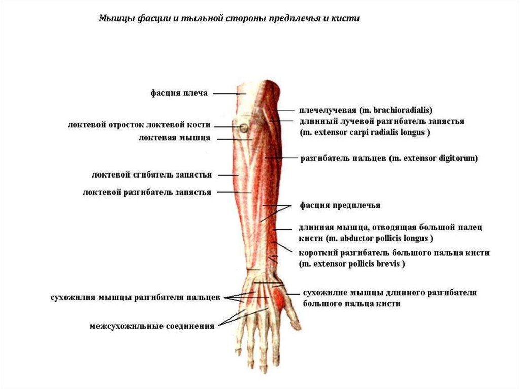 Стороны предплечья. Мышцы и фасции предплечья и кисти. Фасции предплечья анатомия. Мышцы и фасции предплечья. Мышцы, фасции и топография предплечья и кисти.