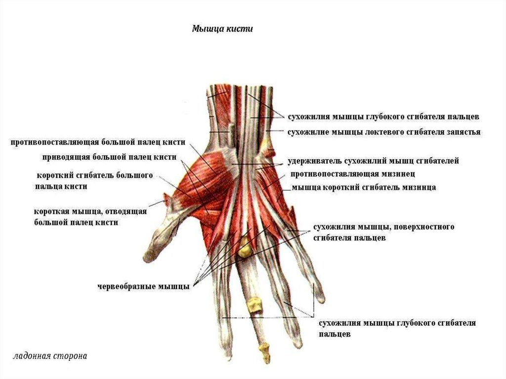 Локтевой сустав мышцы и сухожилия. Мышцы кисти анатомия строение. Анатомия кисти руки человека мышцы и связки. Сухожилия сгибателей кисти анатомия. Мышцы кисти вид спереди.