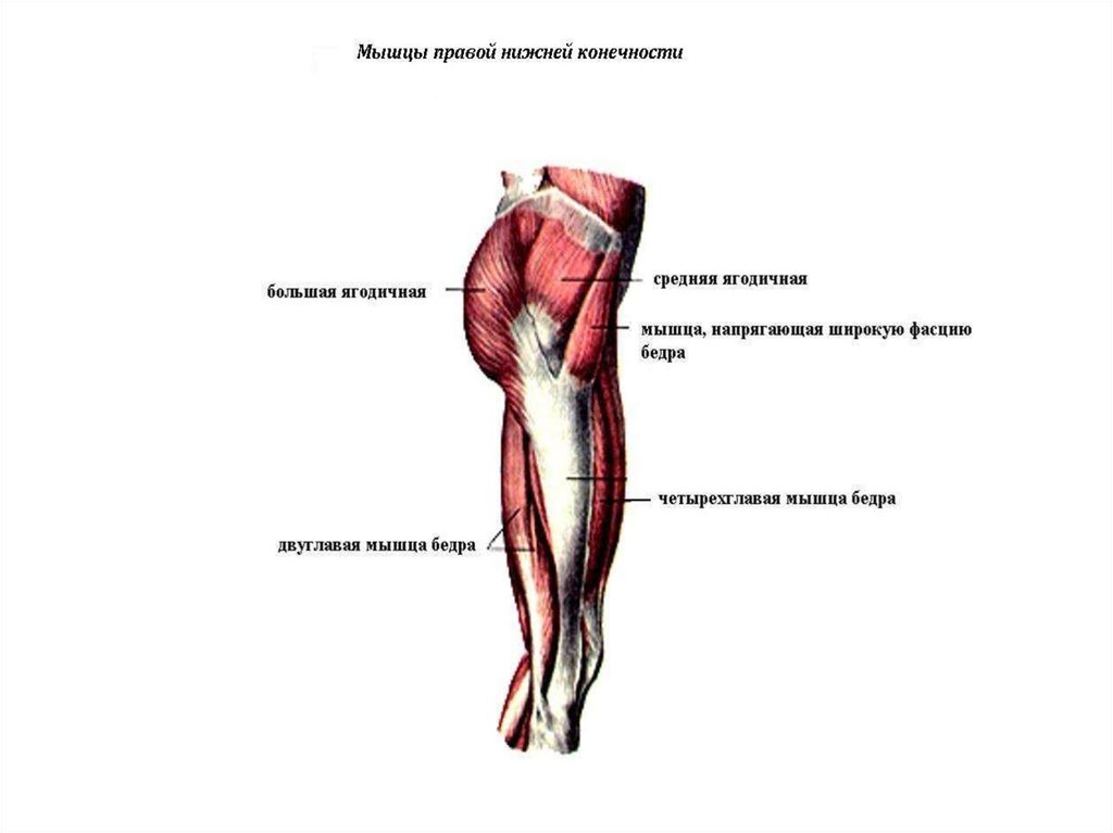 Напряжены мышцы ягодиц. Строение ягодиц. Мышцы и фасции нижней конечности. Мышца напрягающая широкую фасцию. Мышца напрягающая широкую фасцию бедра.