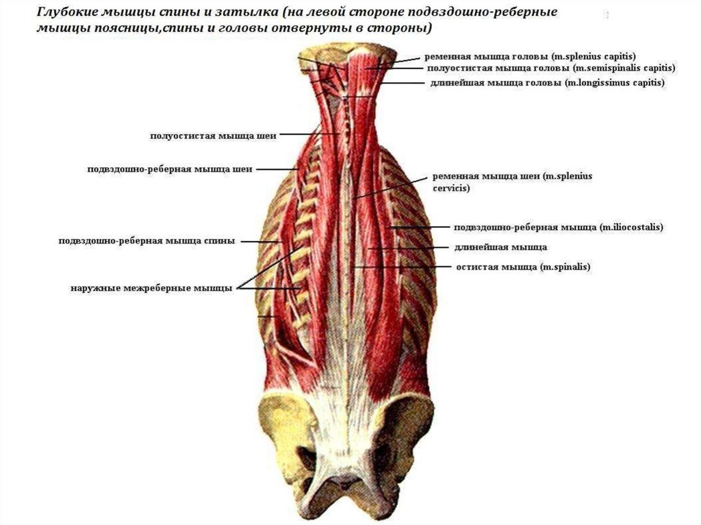 Глубокая поясница. Глубокие мышцы поясницы анатомия. Глубокие мышцы спины сбоку. Мышцы спины глубокие и поверхностные анатомия. Мышцы спины анатомия Синельников.