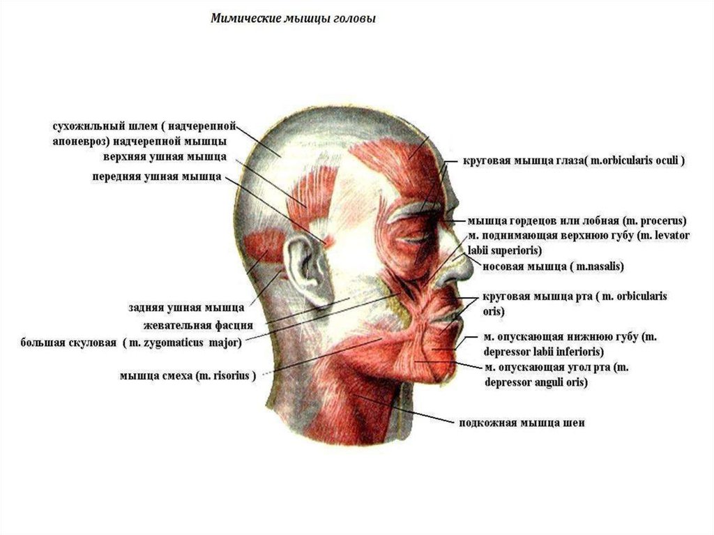 Мимические мышцы лица. Надчерепная мышца сухожильный шлем. Мышцы головы Надчерепная мышца. Надчерепной апоневроз сухожильный шлем. Надчерепной апоневроз функции.