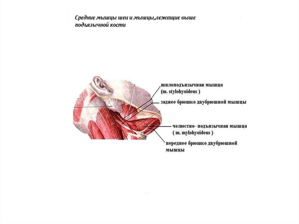 Мышца выше. Мышцы лежащие ниже подъязычной кости. Мышцы лежащие выше подъязычной кости. Мышцы выше подъязычной кости. Мышцы шеи лежащие выше подъязычной кости.