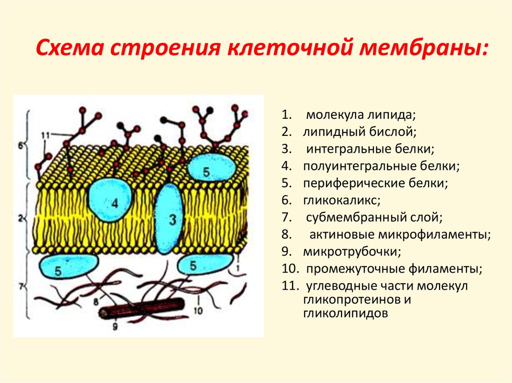 Эукариотическая клетка плазматическая мембрана. Строение плазматической мембраны клетки. Структурные компоненты клеточной мембраны. Структура плазматической мембраны схема. Строение наружной клеточной мембраны.
