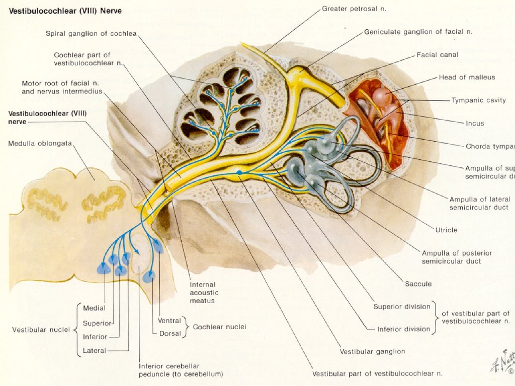 Строение вестибулярного нерва. Ядра преддверно улиткового нерва. Nervus vestibulocochlearis. Преддверно улитковый нерв. Анатомия вестибулярного анализатора.