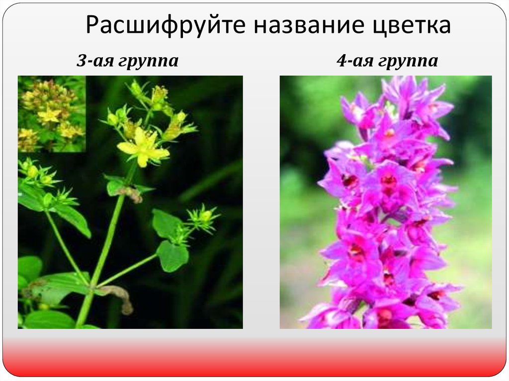 Расшифруйте название цветка