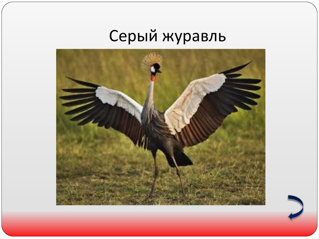 Серый журавль